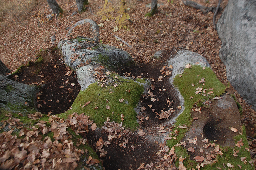 ���������,�� �� ������ �������� ���������