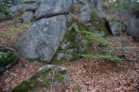 DSC_5667-1.jpg