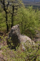 DSC_7227-1.jpg