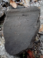 P3100041-1.jpg